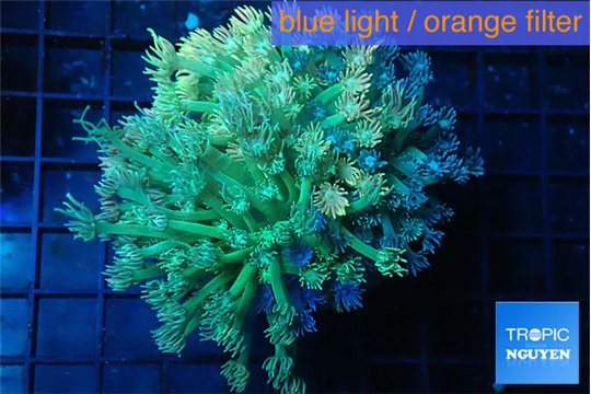 Goniopora green golden tips 5-10 cm WYSIWYG acclimaté