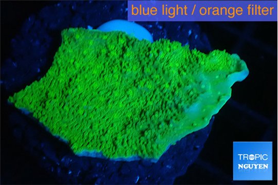 Montipora green cap 3-4 cm WYSIWYG acclimaté