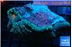 Lobophyllia red green 7-12 cm WYSIWYG acclimaté