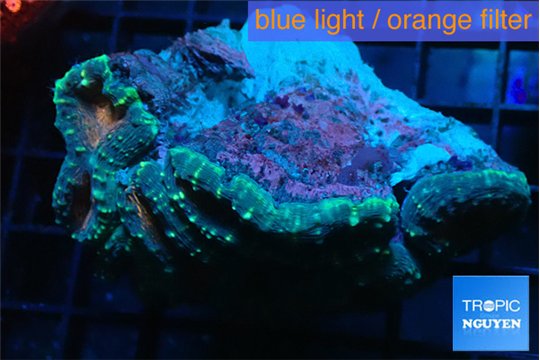 Lobophyllia red green 7-12 cm WYSIWYG acclimaté