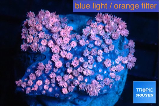 Goniopora rainbow 6-11 cm WYSIWYG acclimaté