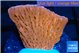 Montipora phoenix 3-4 cm WYSIWYG acclimaté