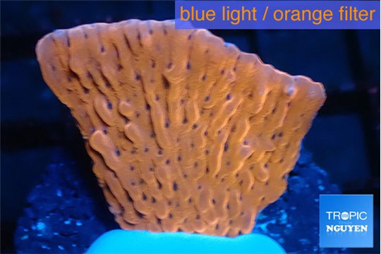 Montipora phoenix 3-4 cm WYSIWYG acclimaté