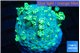 Goniopora green golden tips 4-9 cm WYSIWYG acclimaté