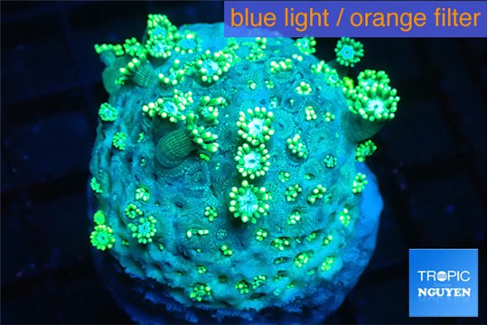 Goniopora green golden tips 4-9 cm WYSIWYG acclimaté