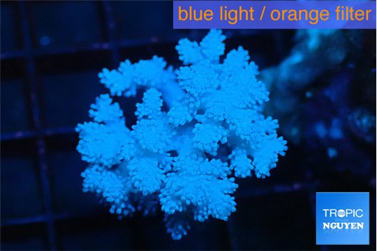 Capnella 3-5 cm WYSIWYG acclimaté