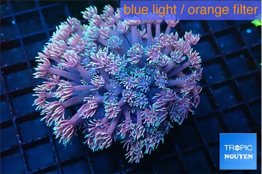 Goniopora rainbow 6-11 cm WYSIWYG acclimaté