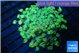 Goniopora green golden tips 5-10 cm WYSIWYG acclimaté