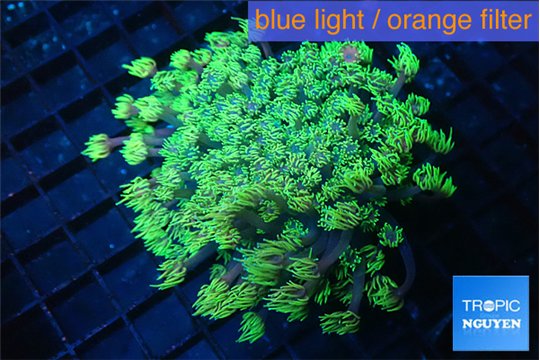 Goniopora green golden tips 5-10 cm WYSIWYG acclimaté