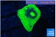 Echinophyllia green ufo 3-4 cm WYSIWYG acclimaté