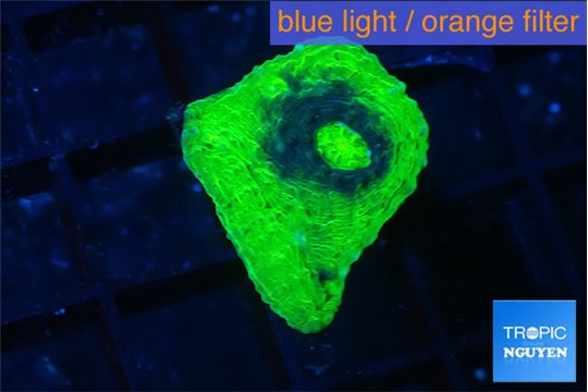 Echinophyllia green ufo 3-4 cm WYSIWYG acclimaté