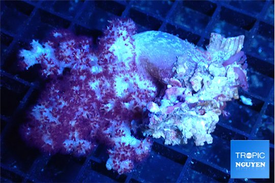 Nephtya pink purple 7-12 cm WYSIWYG acclimaté