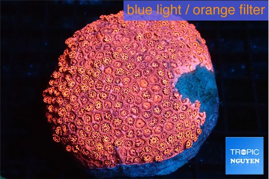 Goniopora red gold damaged 6-9 cm WYSIWYG acclimaté