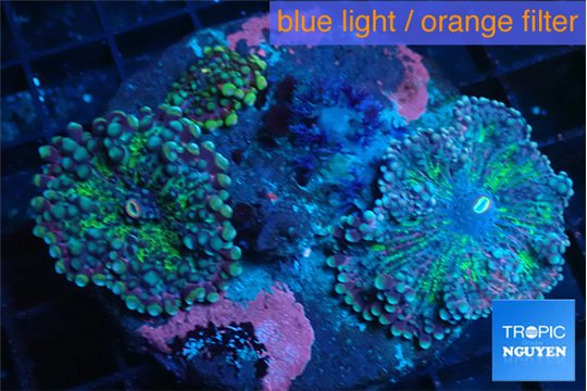 Ricordea yuma green & purple 7-10 cm WYSIWYG acclimaté