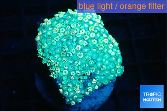 Goniopora green golden tips 4-9 cm WYSIWYG acclimaté