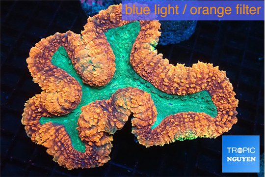 Lobophyllia red green 7-14 cm WYSIWYG acclimaté