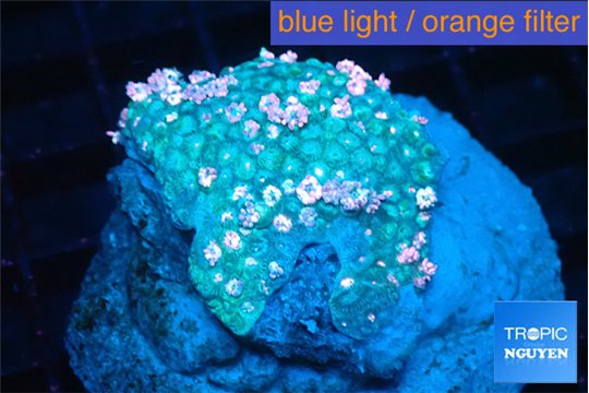 Goniopora rainbow 5-9 cm WYSIWYG acclimaté