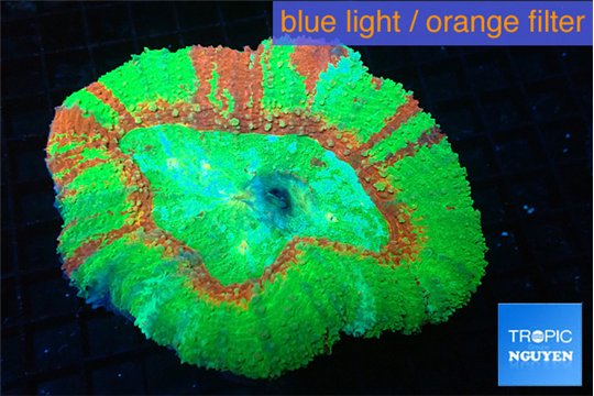 Lobophyllia green apple 6-9 cm WYSIWYG acclimaté
