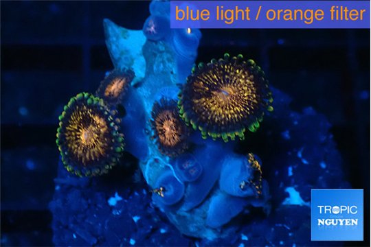 Zoanthus playboy bunny 2-4 cm WYSIWYG acclimaté