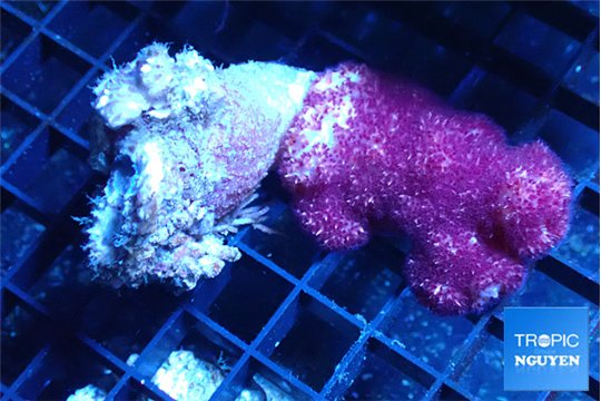 Nephtya pink purple 7-12 cm WYSIWYG acclimaté