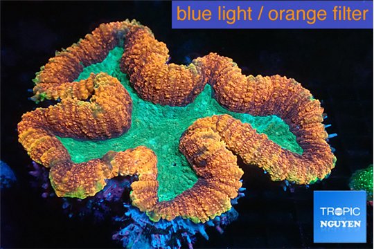 Lobophyllia red green 7-12 cm WYSIWYG acclimaté