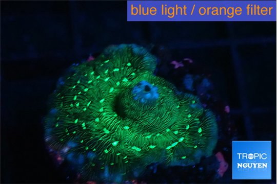 Leptoseris neon green 2-4 cm WYSIWYG acclimaté