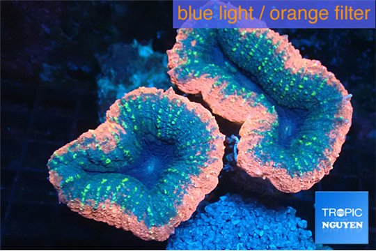 Lobophyllia dark red 7-11 cm WYSIWYG acclimaté