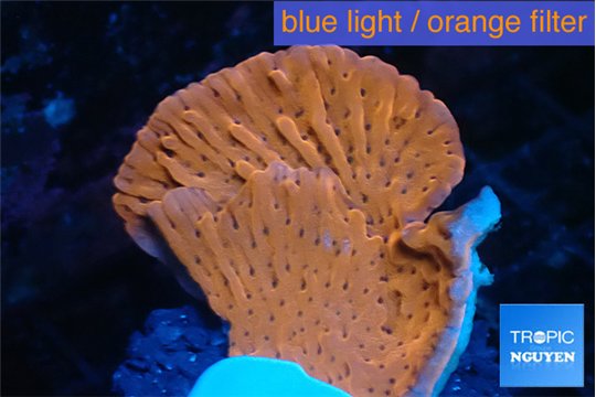 Montipora phoenix 3-4 cm WYSIWYG acclimaté