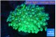 Goniopora green blue 5-10 cm WYSIWYG acclimaté