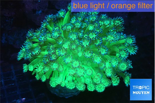 Goniopora green blue 5-10 cm WYSIWYG acclimaté