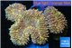 Lobophyllia rainbow 8-14 cm WYSIWYG acclimaté