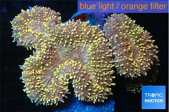 Lobophyllia rainbow 8-14 cm WYSIWYG acclimaté