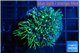 Pachyclavularia neon green 3-5 cm WYSIWYG acclimaté