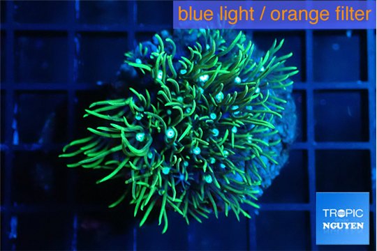 Pachyclavularia neon green 3-5 cm WYSIWYG acclimaté