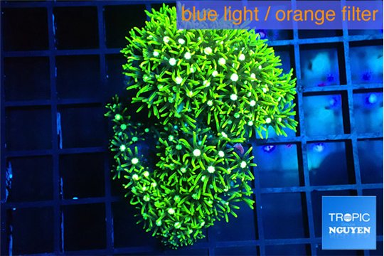 Pachyclavularia neon green 5-7 cm WYSIWYG acclimaté