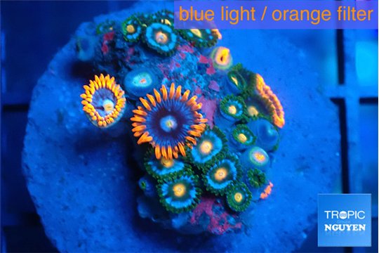 Zoanthus premium 2-3 cm WYSIWYG acclimaté