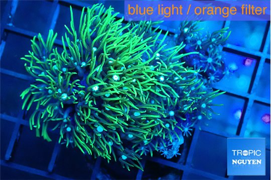 Pachyclavularia neon green 3-5 cm WYSIWYG acclimaté