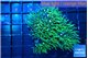 Pachyclavularia neon green 3-5 cm WYSIWYG acclimaté