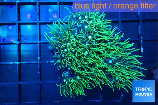 Pachyclavularia neon green 3-5 cm WYSIWYG acclimaté