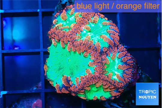 Blastomussa wellsi red green 5 polyps WYSIWYG acclimaté