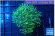 Pachyclavularia neon green 3-5 cm WYSIWYG acclimaté