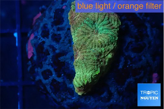 Favia golden boy 2-3 cm WYSIWYG acclimaté