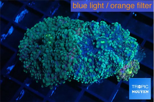Ricordea yuma rainbow 5 polyps WYSIWYG acclimaté