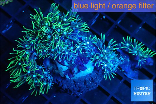 Pachyclavularia neon green 5-7 cm WYSIWYG acclimaté