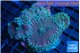 Ricordea yuma rainbow 5-6 polyps WYSIWYG acclimaté