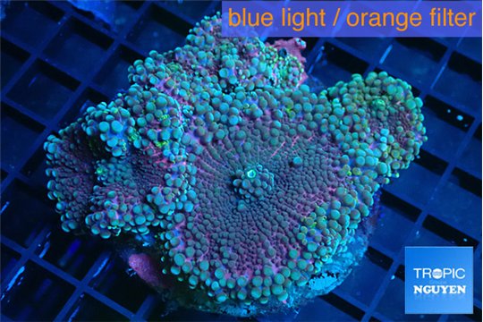 Ricordea yuma rainbow 5-6 polyps WYSIWYG acclimaté