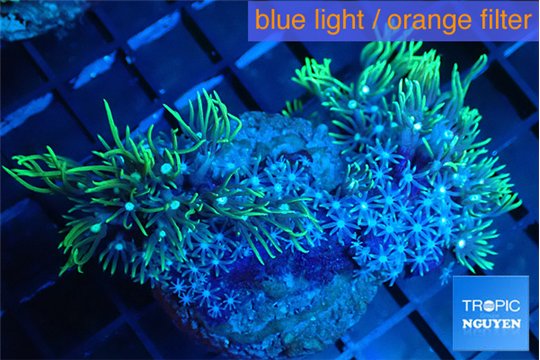 Pachyclavularia neon green 5-7 cm WYSIWYG acclimaté