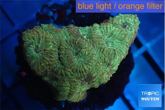 Favia golden boy 2-4 cm WYSIWYG acclimaté