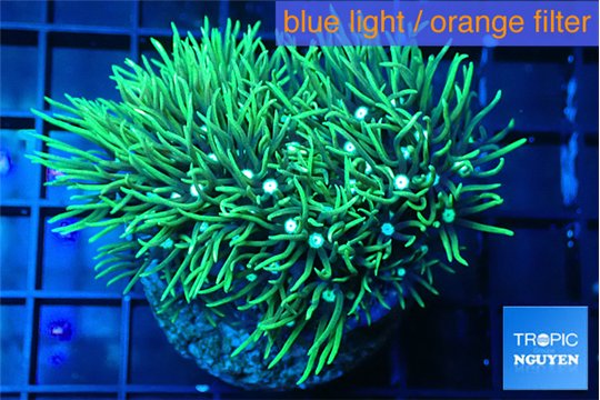 Pachyclavularia neon green 3-5 cm WYSIWYG acclimaté