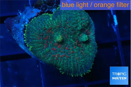 Rhodactis green blue & golden tips 1 polyp WYSIWYG acclimaté